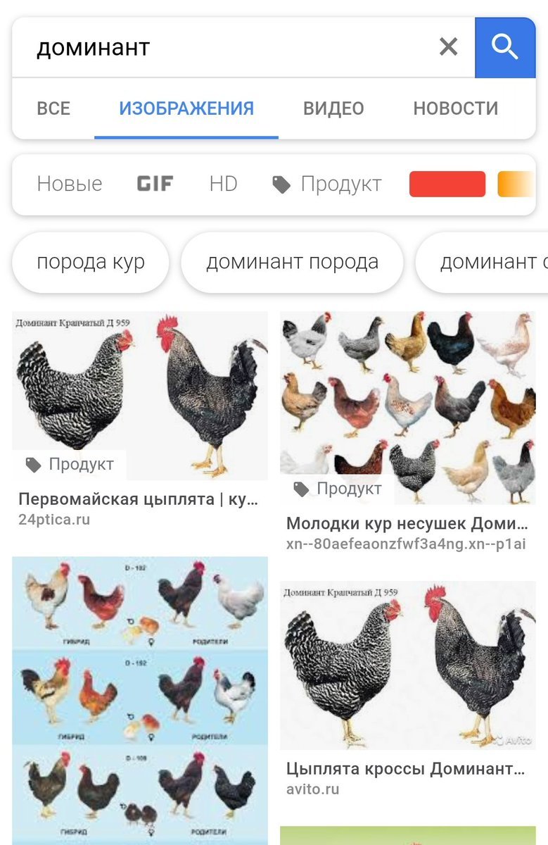 Куры породы Доминант