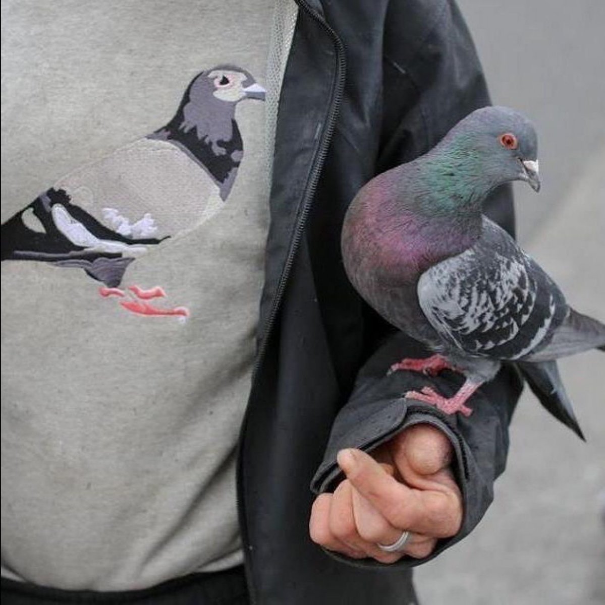 Крутой голубь