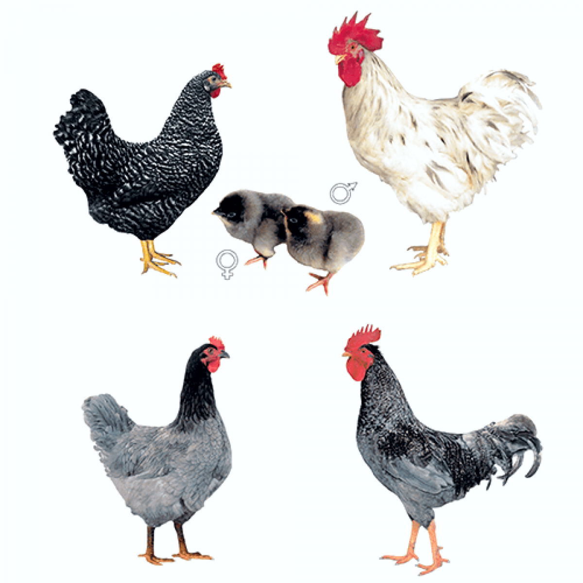 Цыпленок Доминант д 107