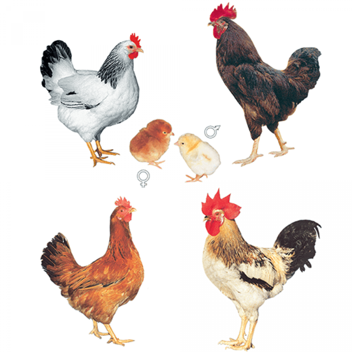 Доминант Суссекс д104