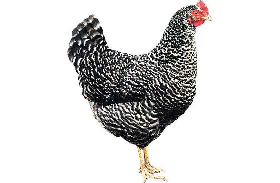 Чешский Доминант 959