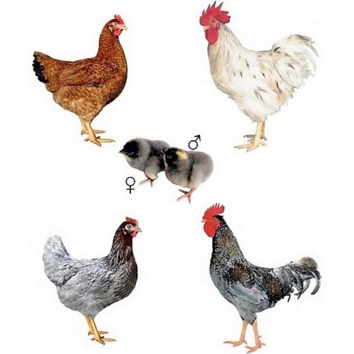 Чешский Доминант куры