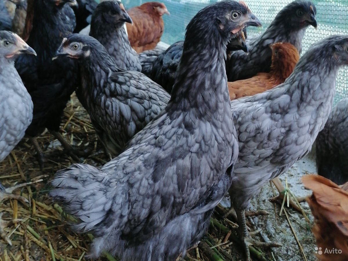 Доминант плимутрок