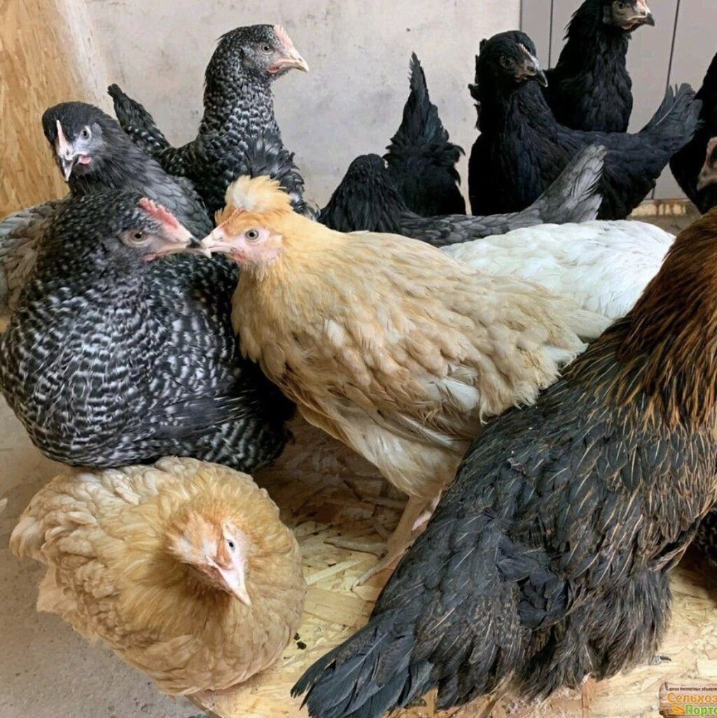 Чешский Доминант крапчатый