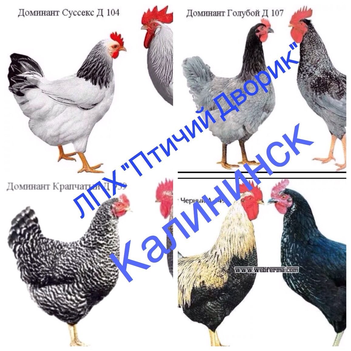 Доминант 104 Суссекс