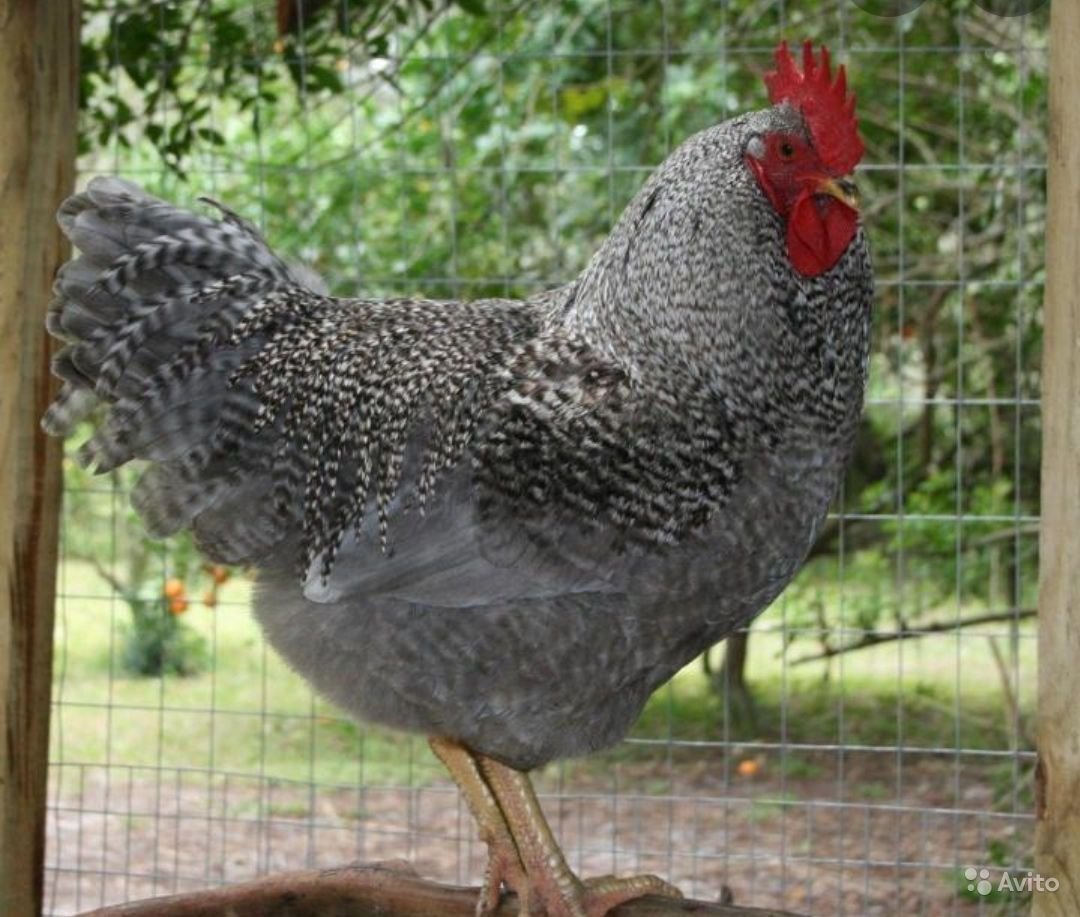 Чешский Доминант д104