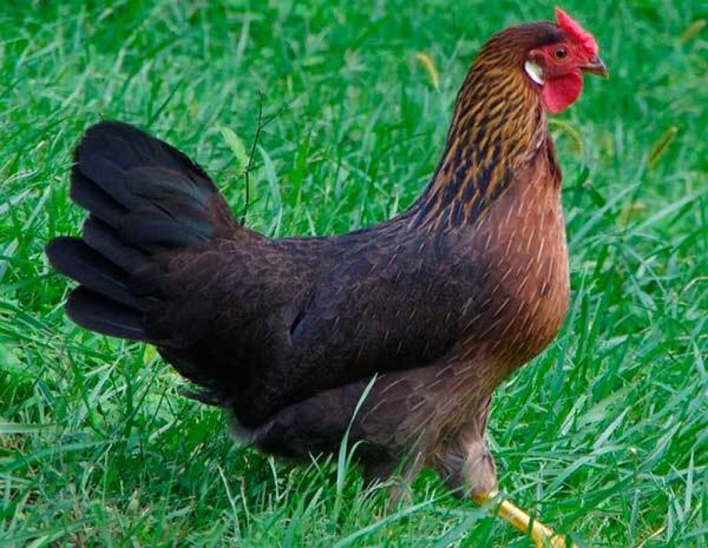 Доминант д300 куропатчатый