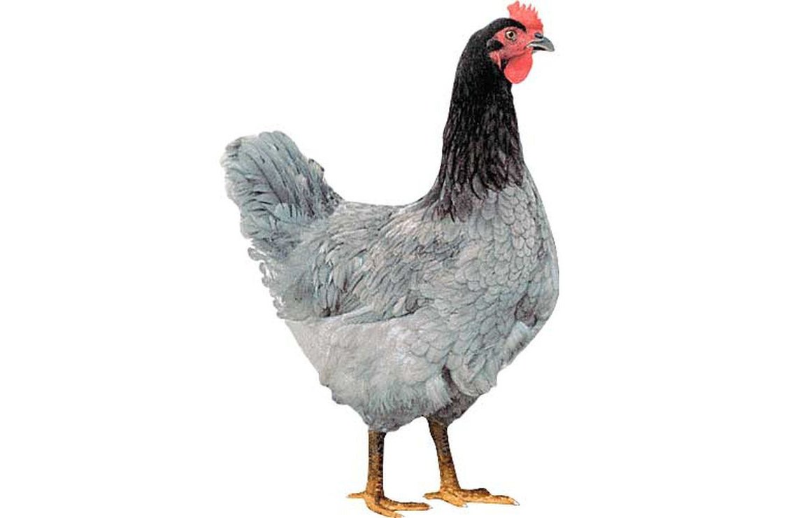 Чешский Доминант д959