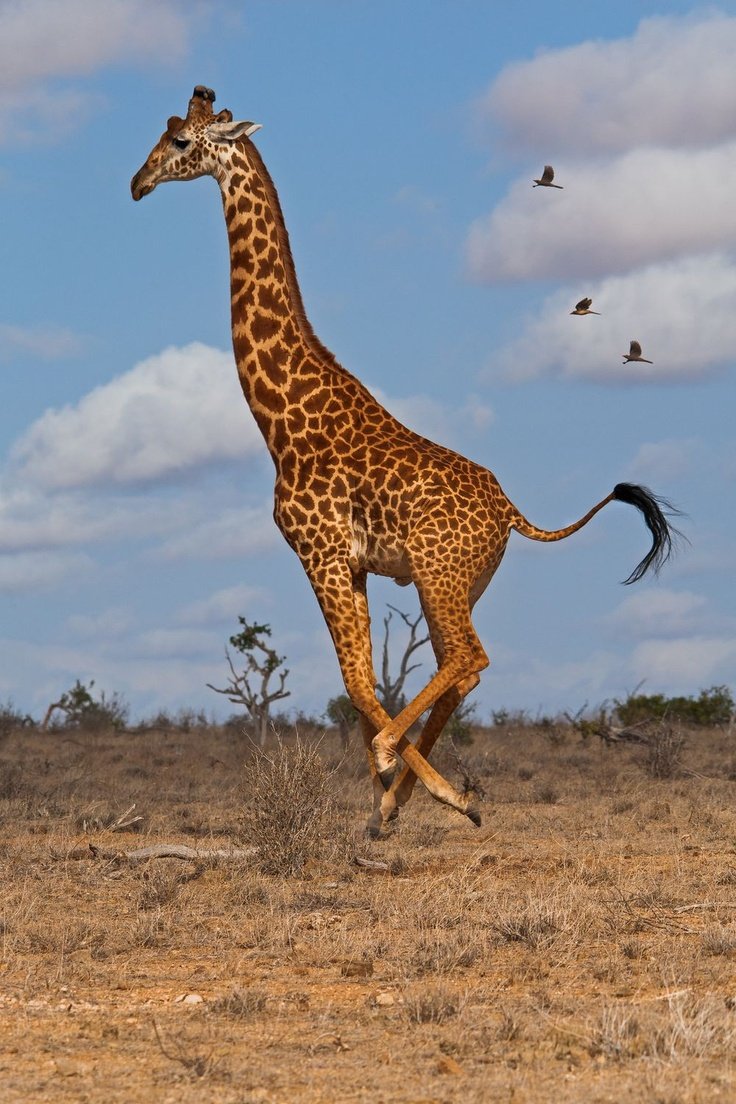 Кения Жираф