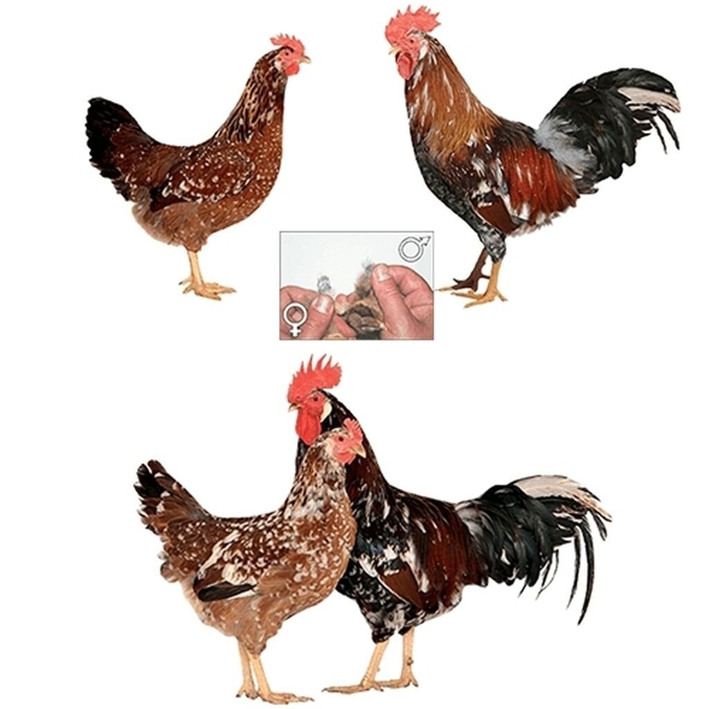 Доминант Суссекс