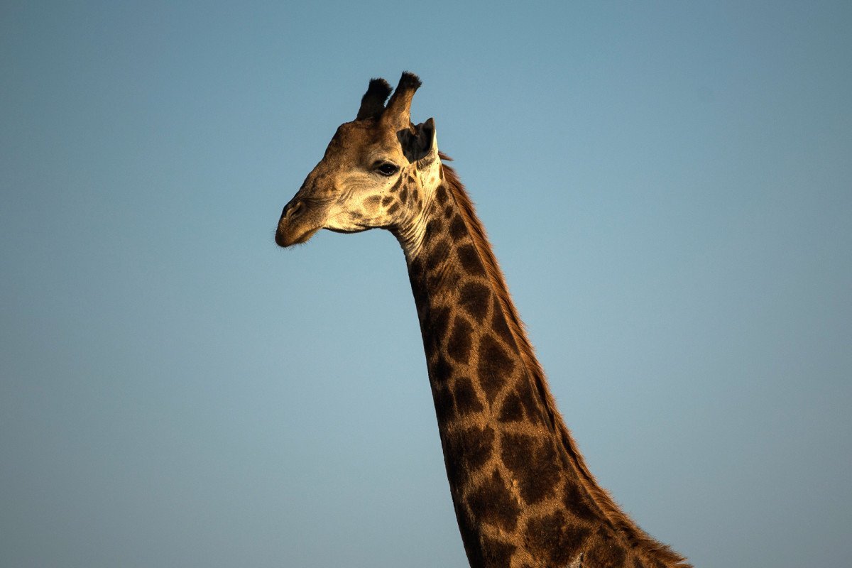 Хвост жирафа