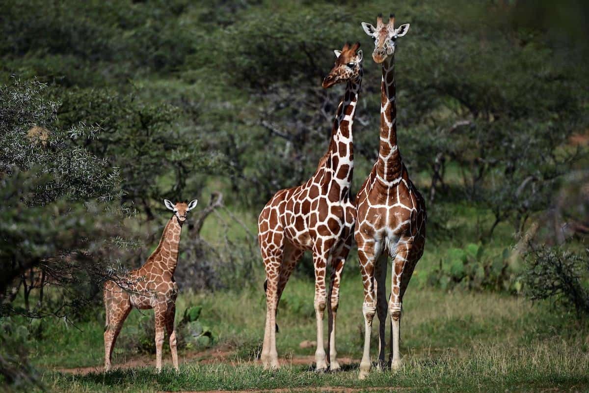Грустный Жираф
