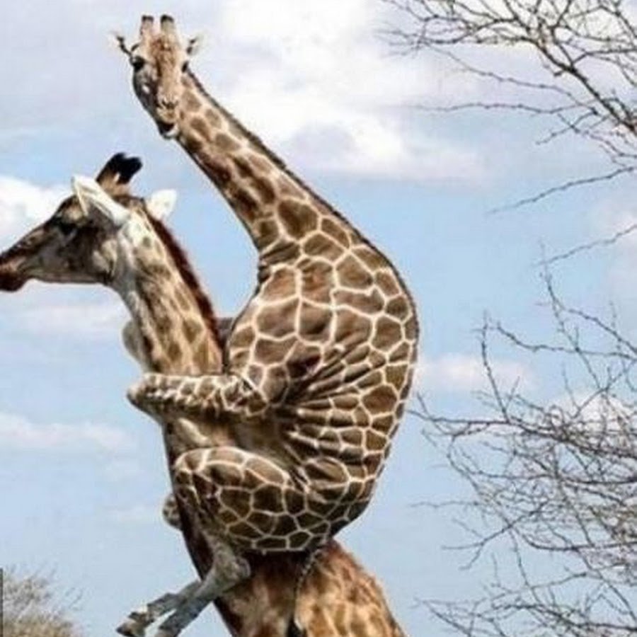 Жирафенок джухуди