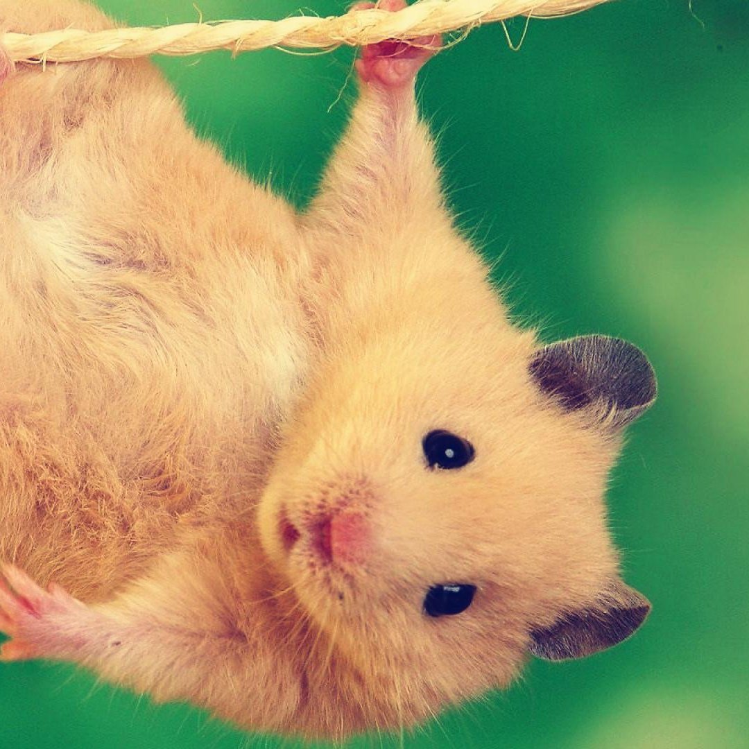 Морская Свинка Дамбо