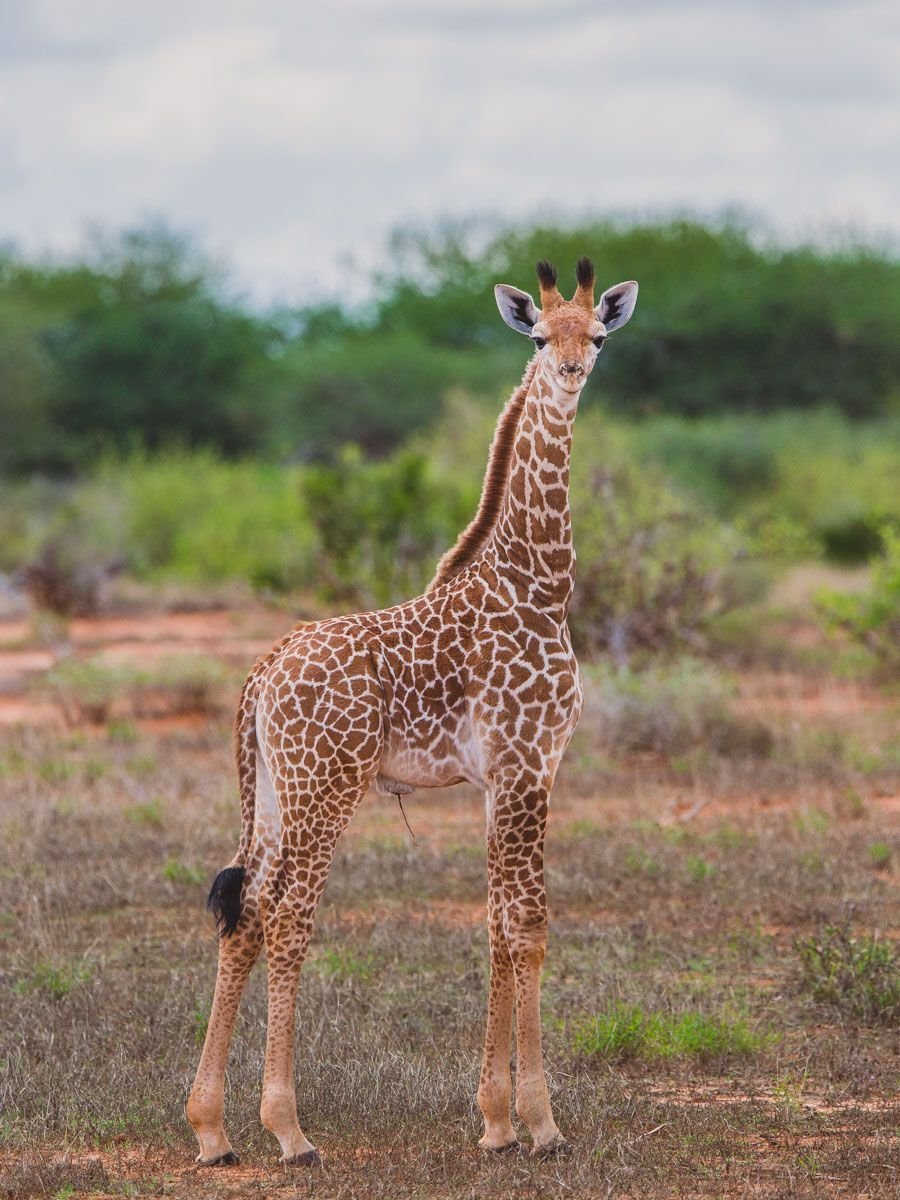 Грудь жирафа