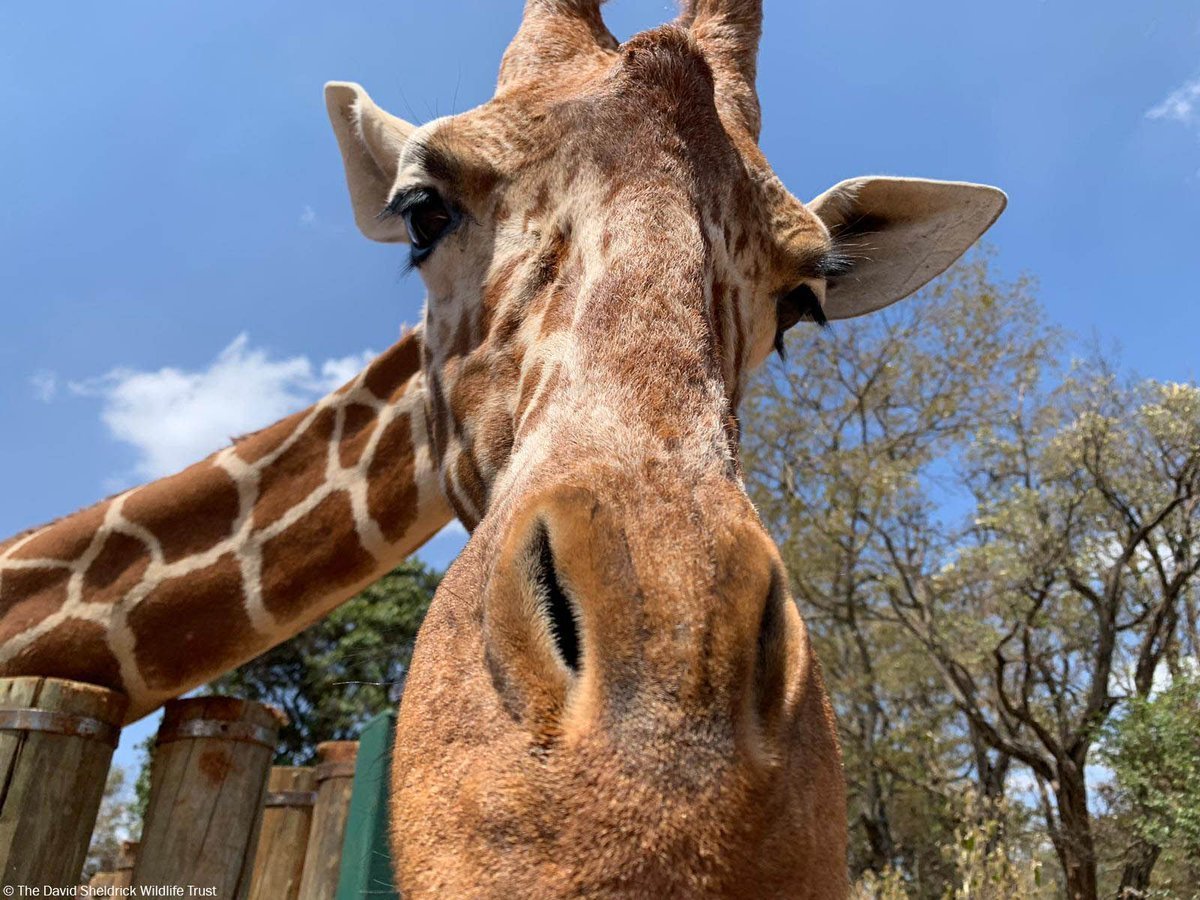 Жираф высота