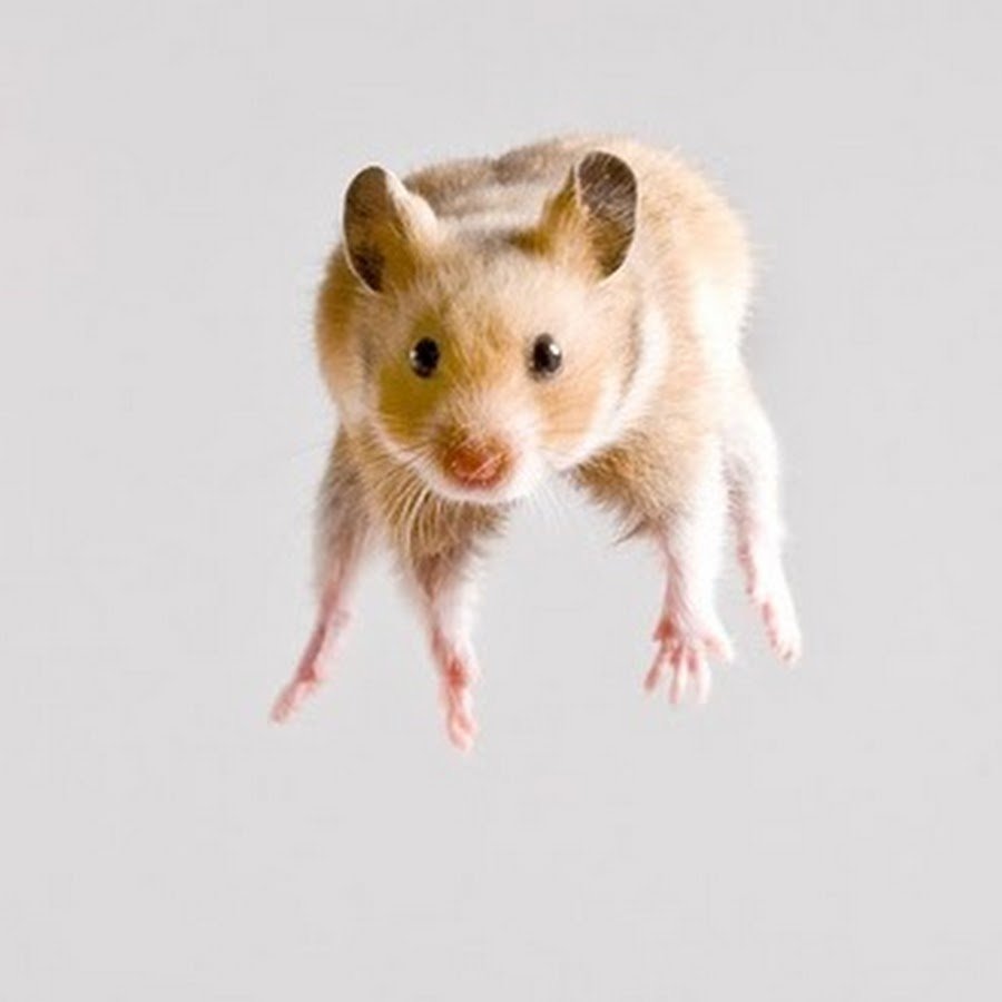 Милые осенние обои