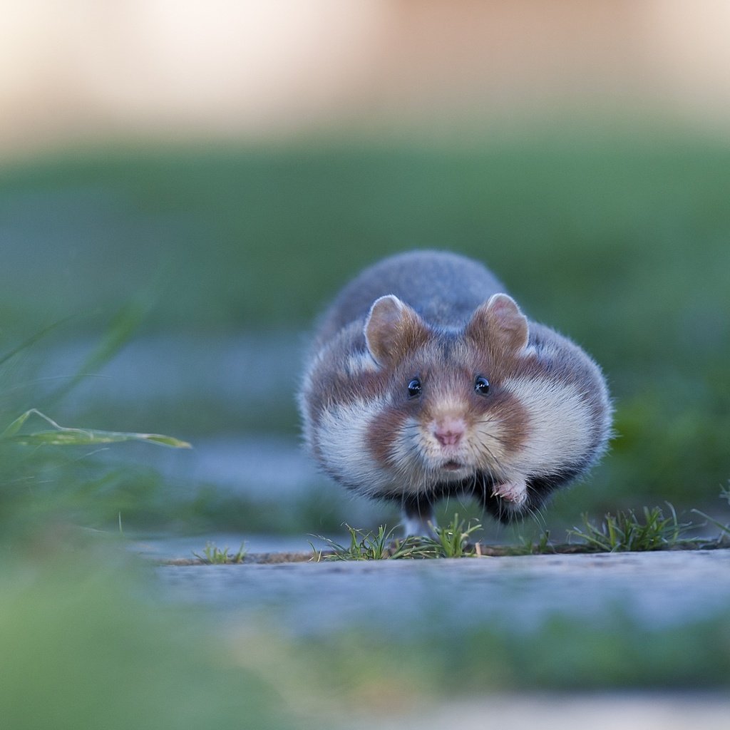 Хомяк рисунок