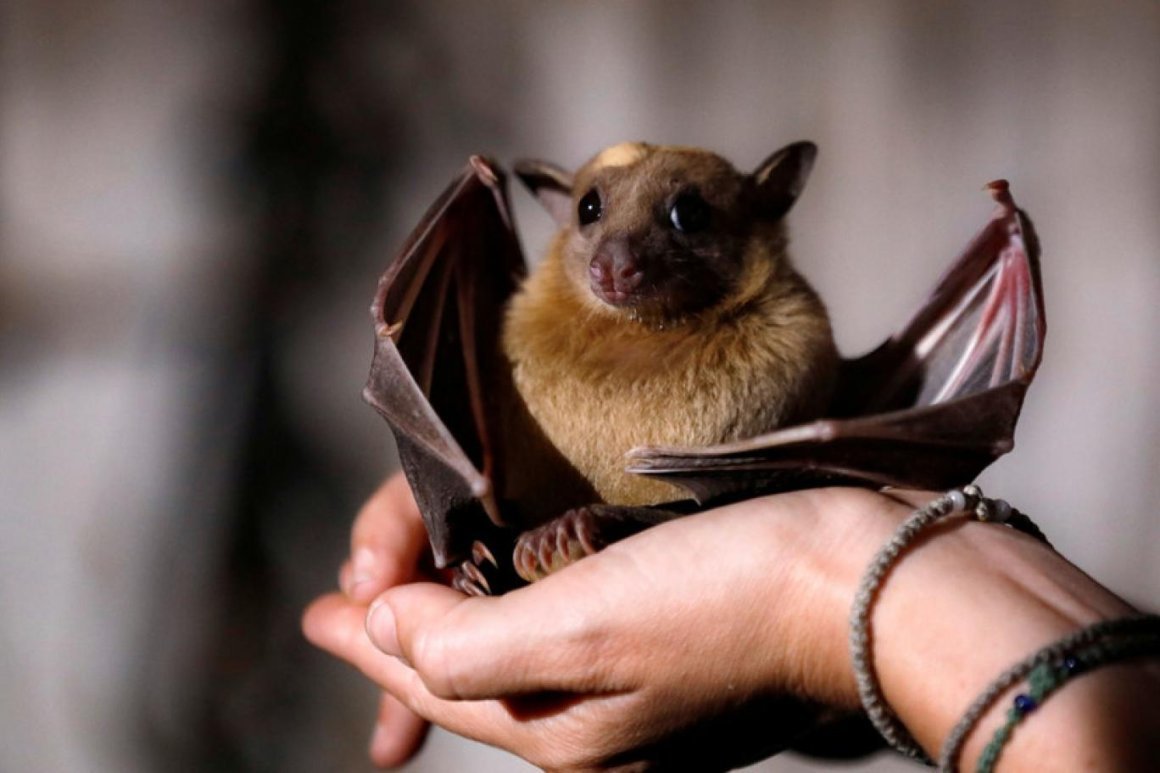 Лиса "Лизавета"