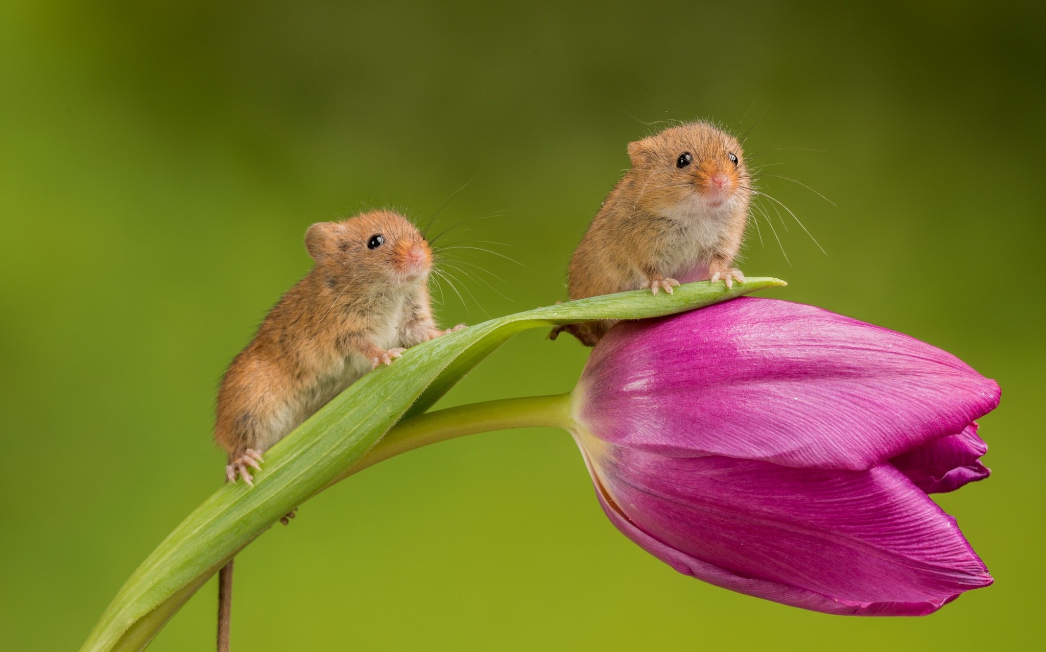 Мыши весной
