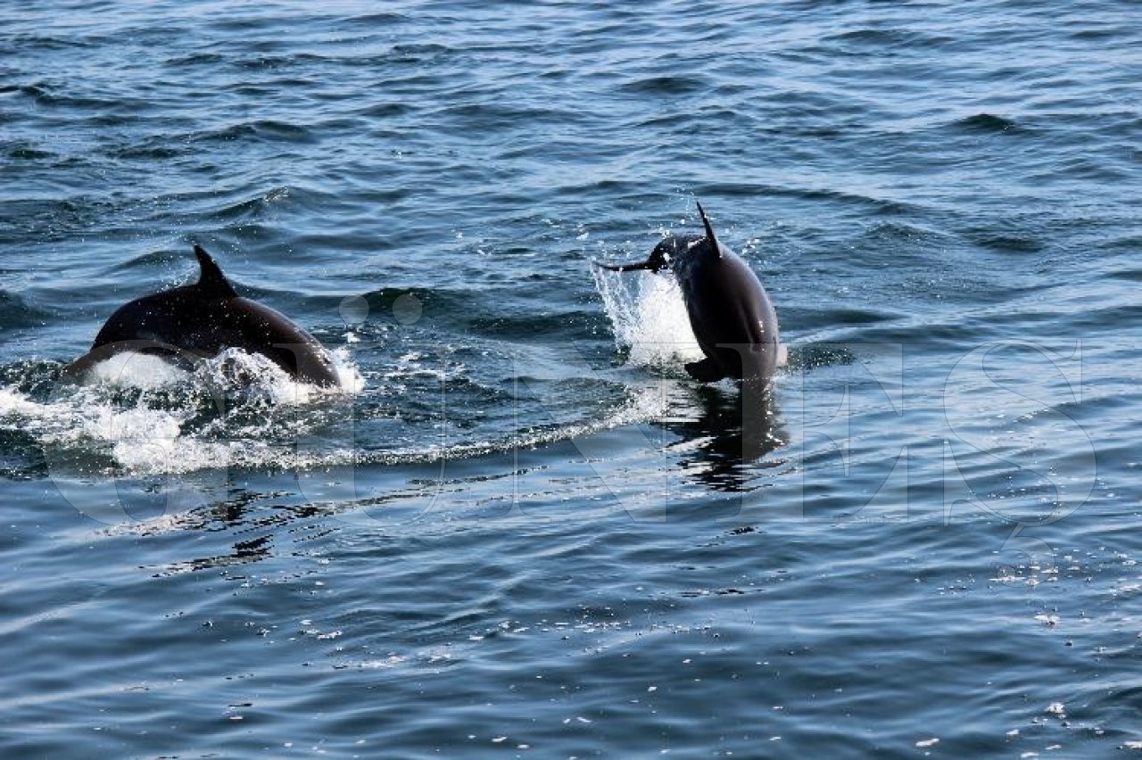 Виды дельфинов в черном море. Дельфины в Азовском море. Дельфины (морские свиньи) Крым. Черные Азовские дельфины. Дельфин в Азовском море фото.