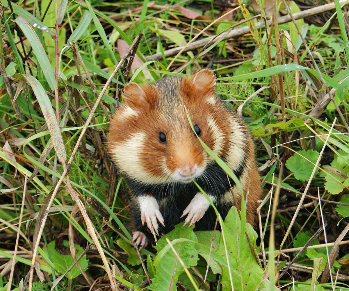 Черный хомяк карбыш