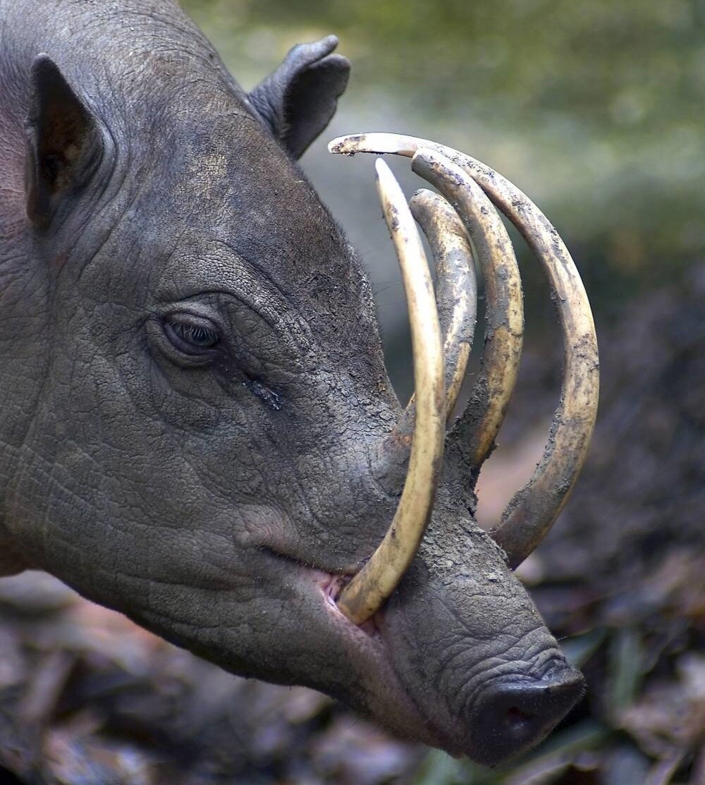 Дикая свинья бабирусса