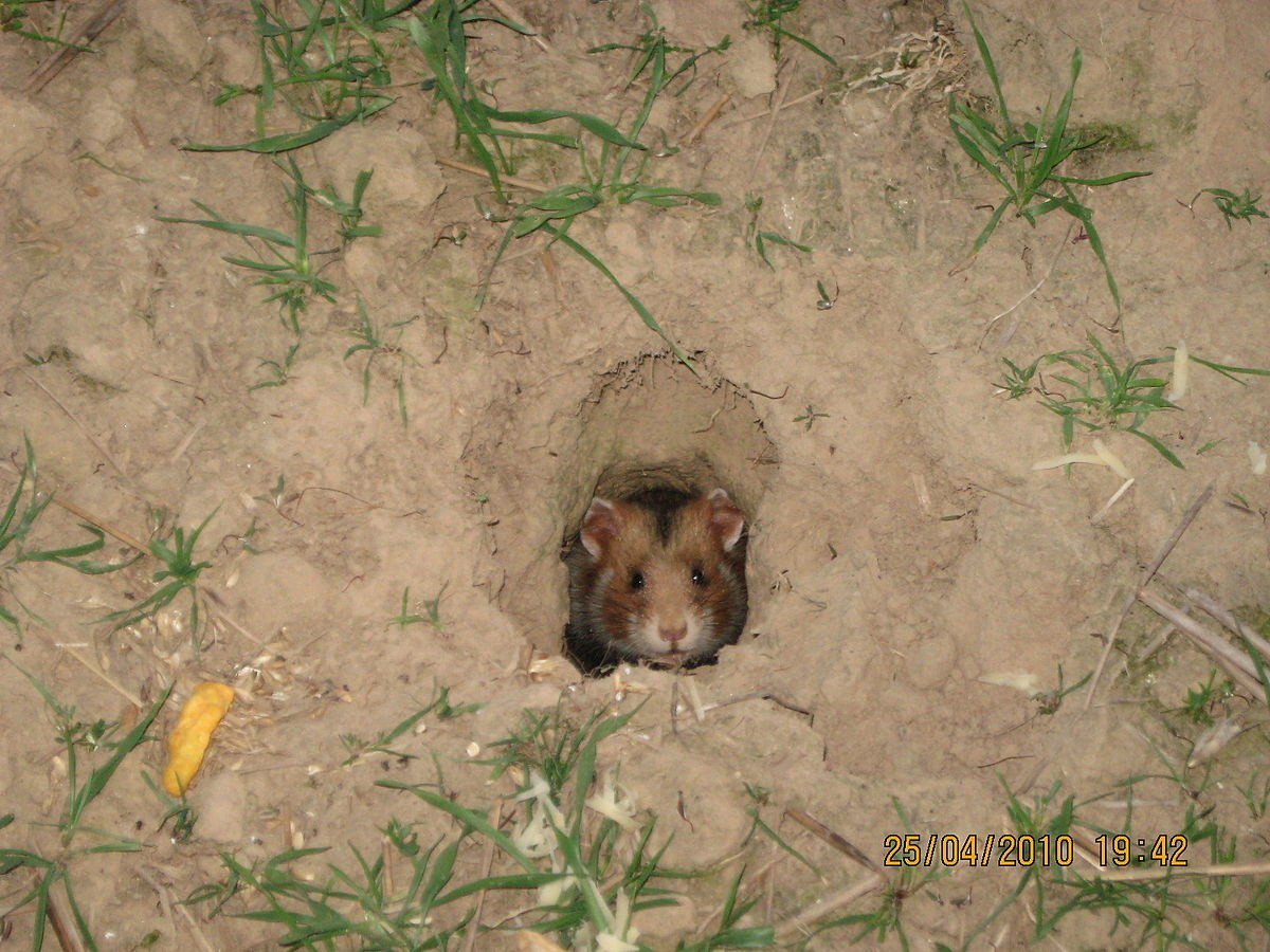 Полевой хомяк карбыш