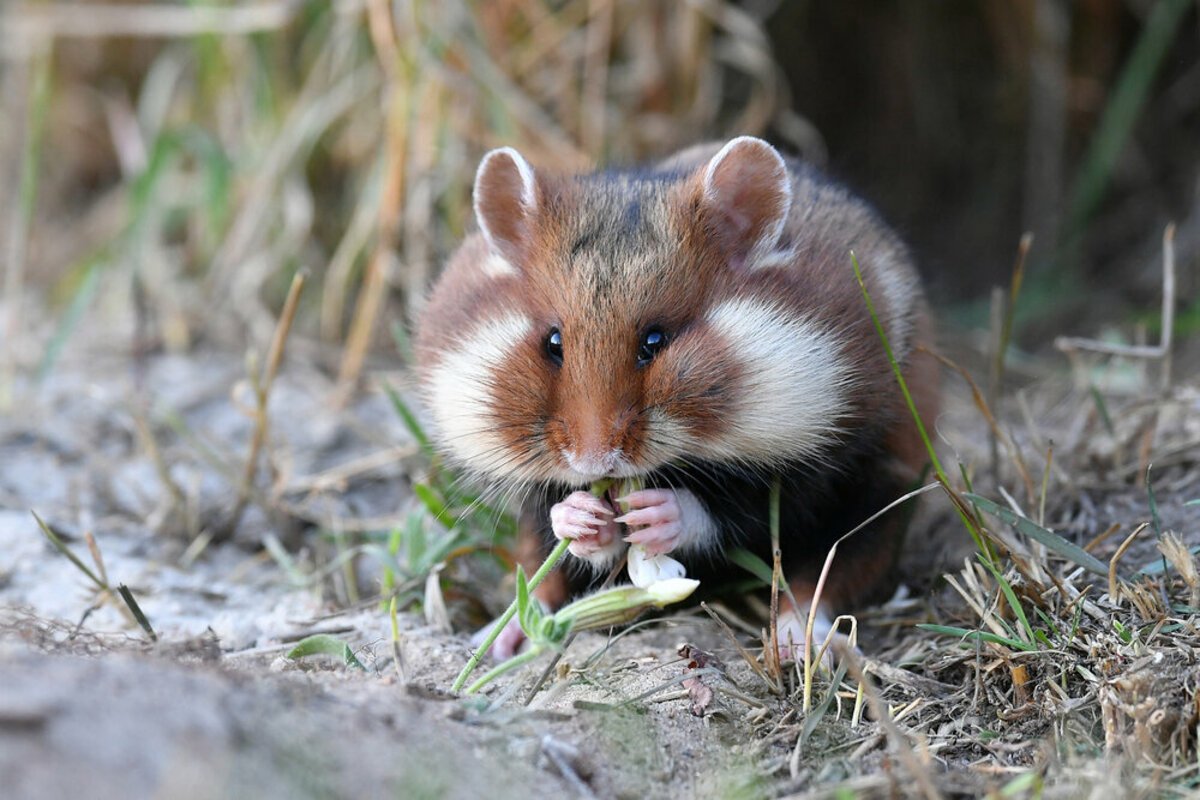 Карбыш Нора