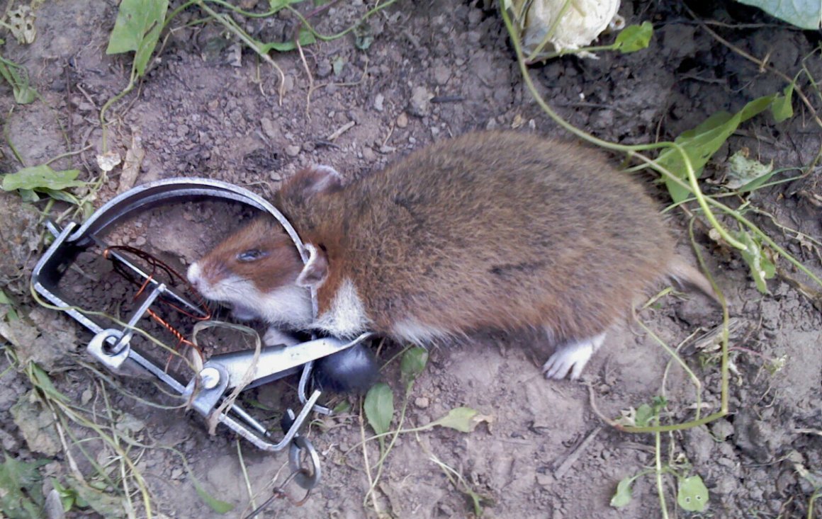 Лесной хомяк карбыш черный