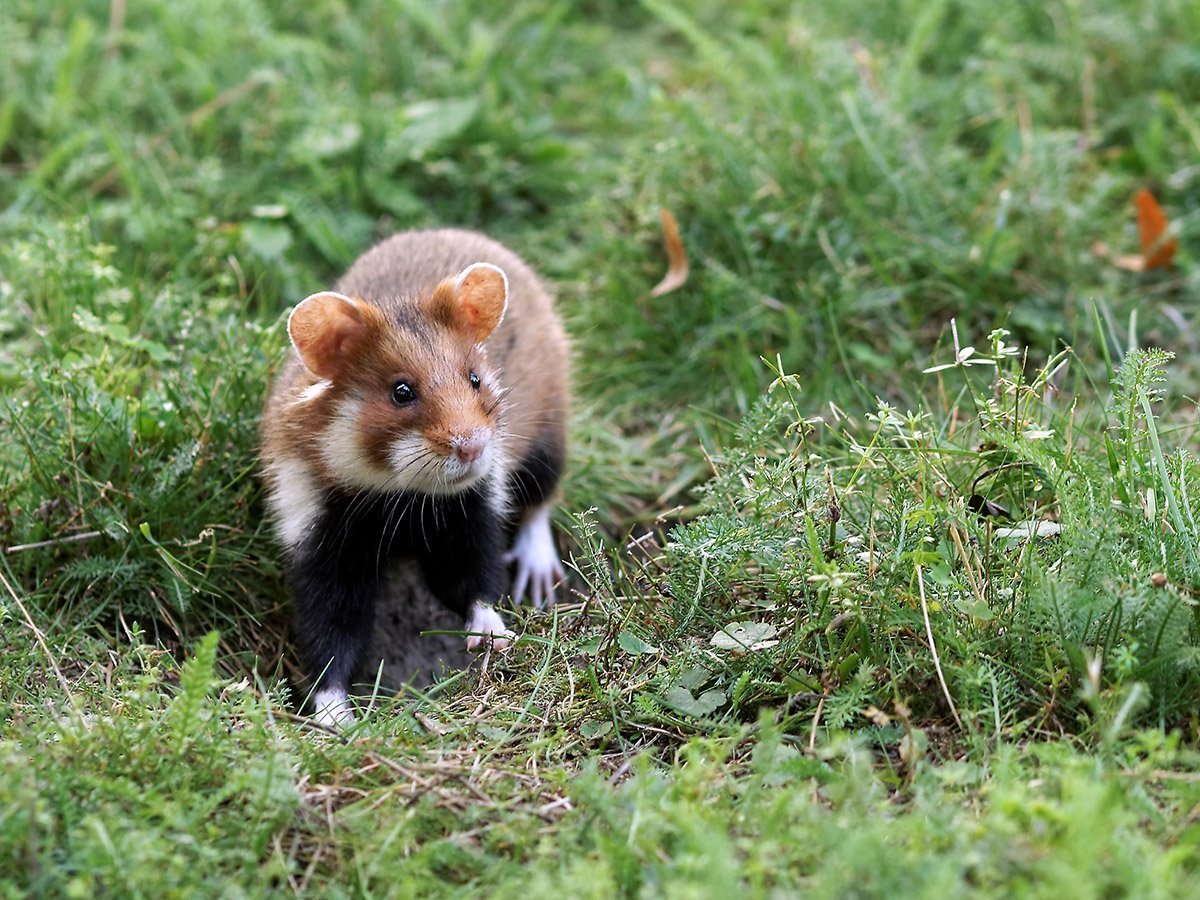 Дикие хомяки в Саратовской области