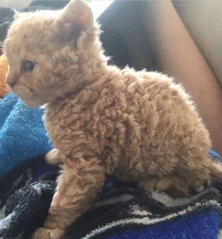 Рыжая кудрявая кошка