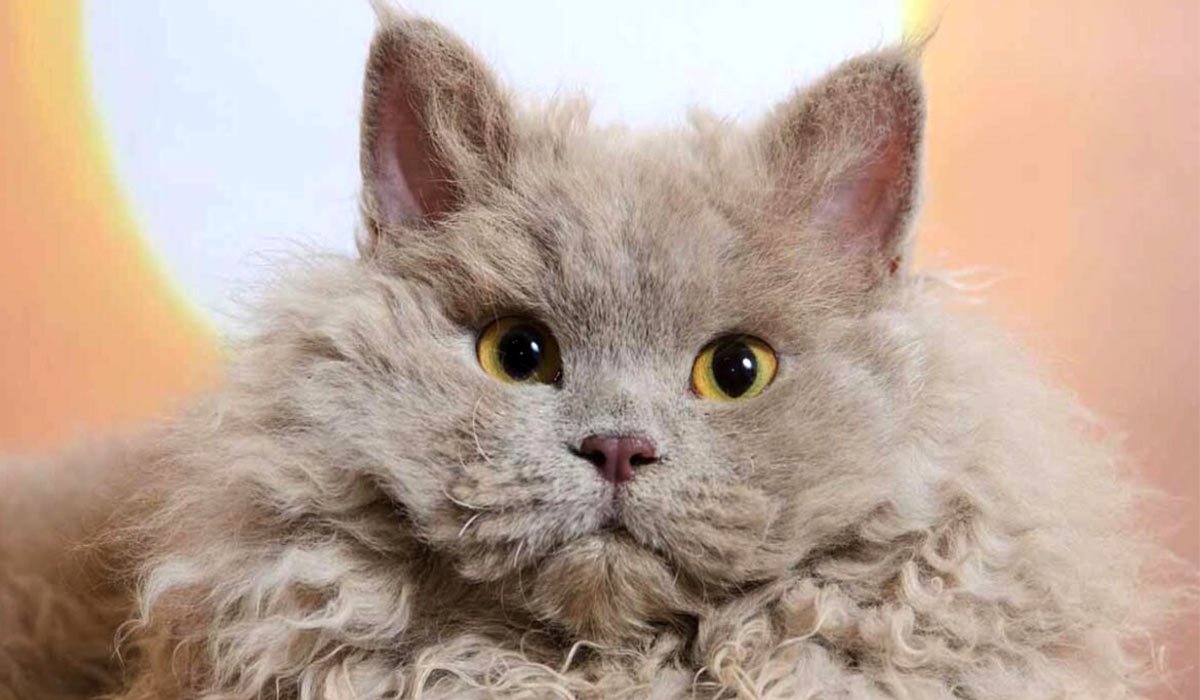 Селкирк рекс