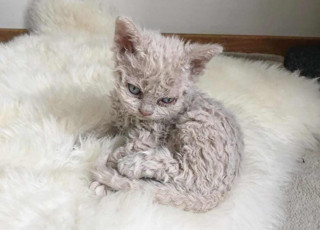 Порода Селкирк рекс