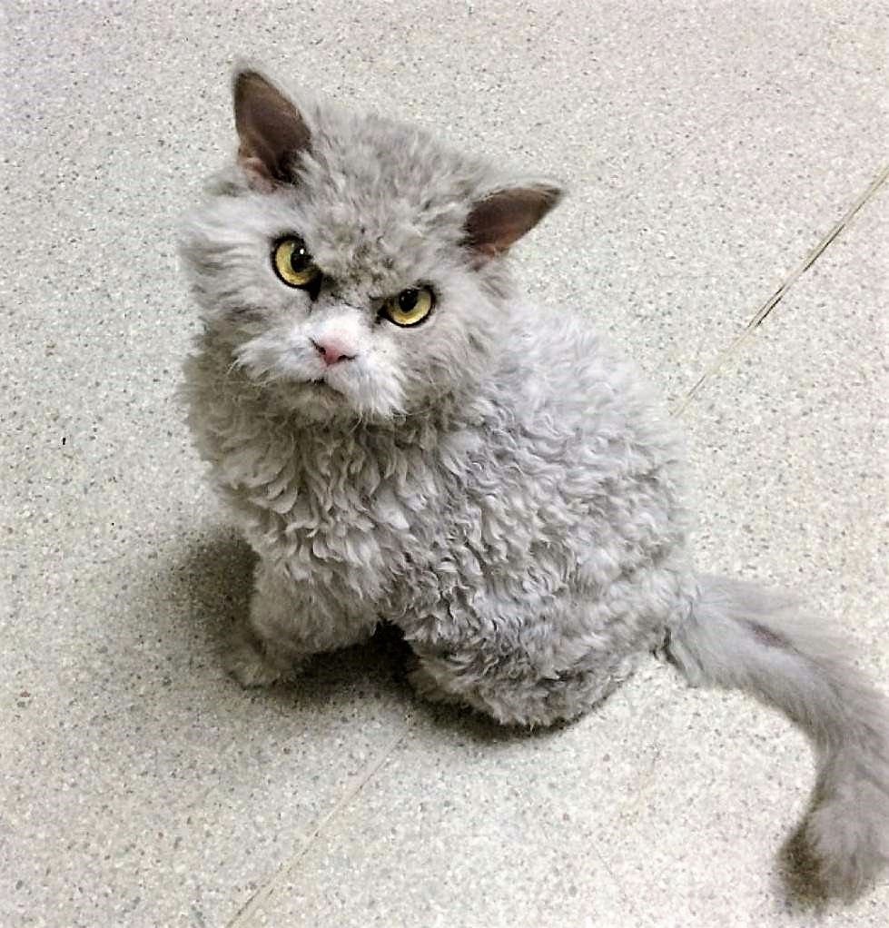 Порода Селкирк рекс