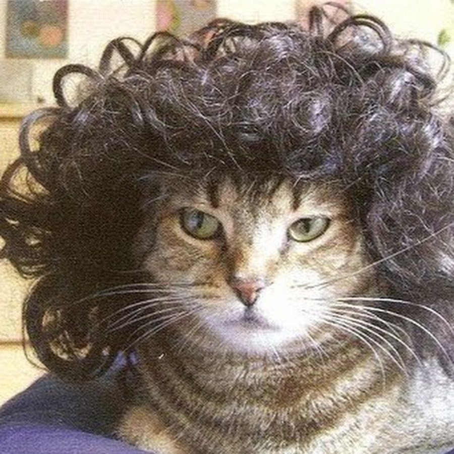 Кот с кудрявыми волосами