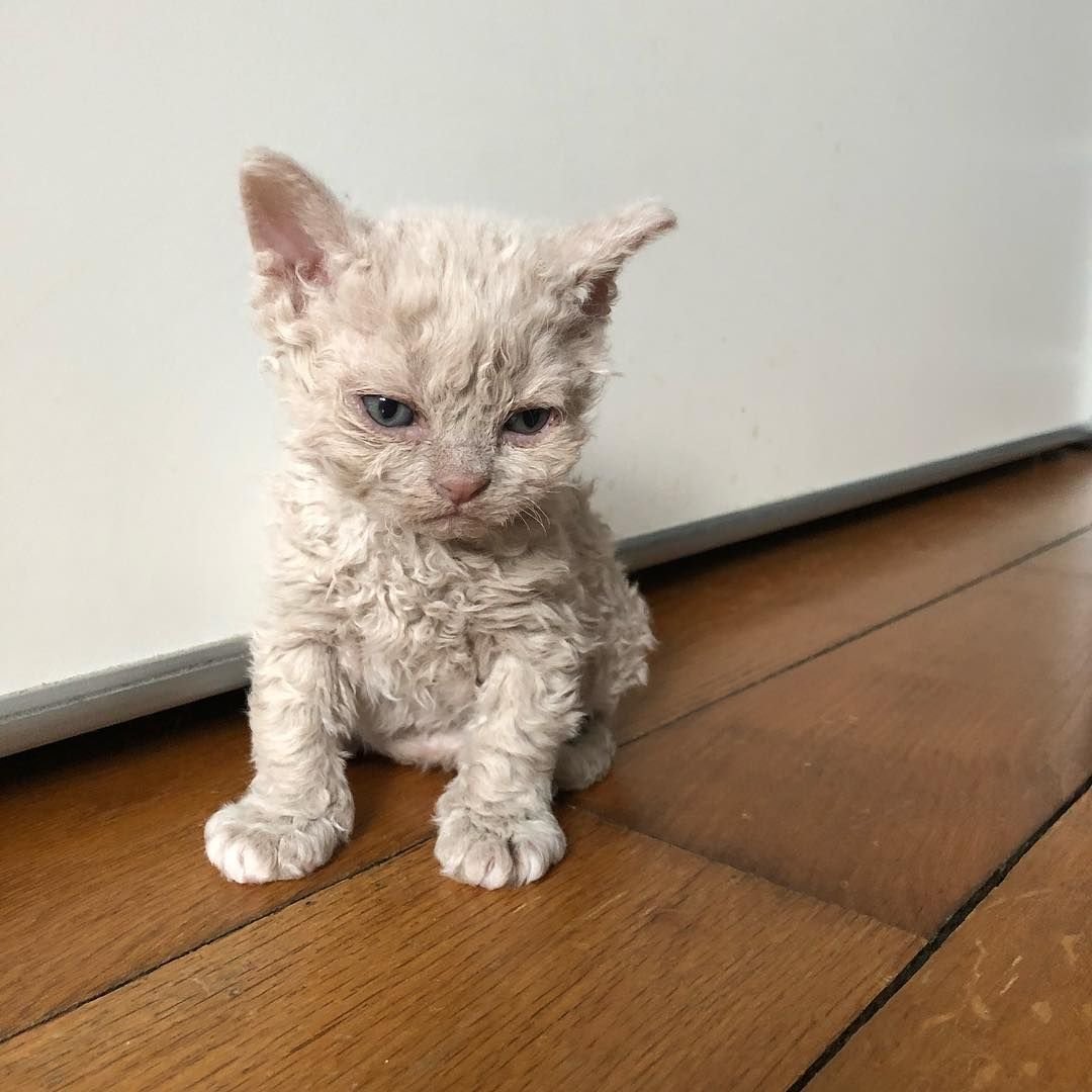 Селкирк рекс котята