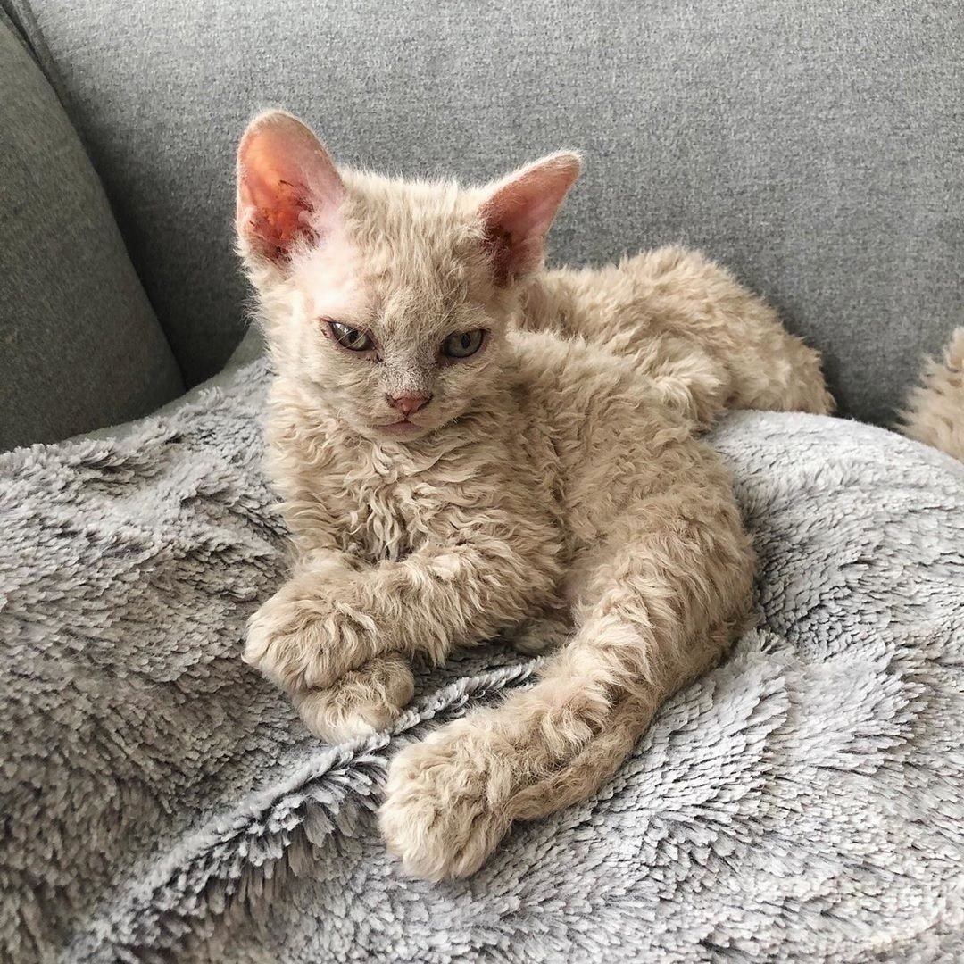 Селкирк рекс кошка