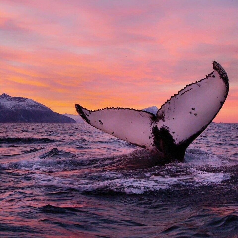 Остров китов