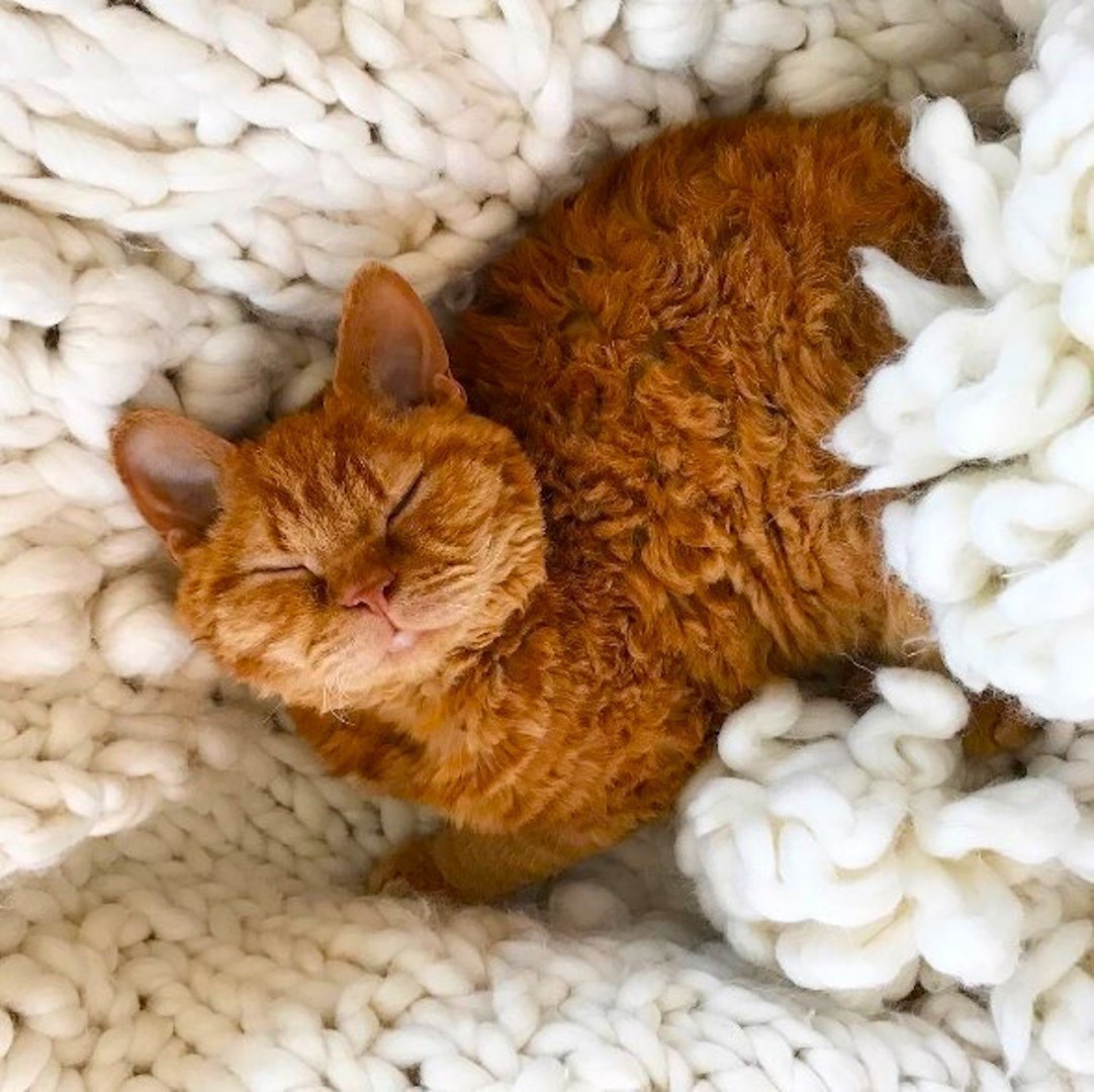 Кошка Овечка Селкирк рекс