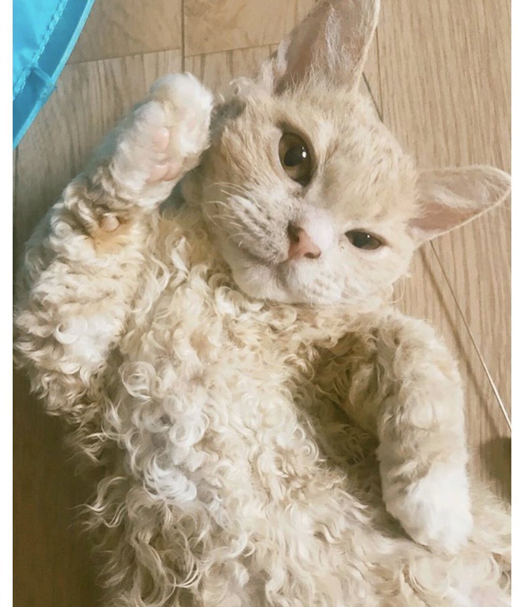 Кот Селкирк рекс