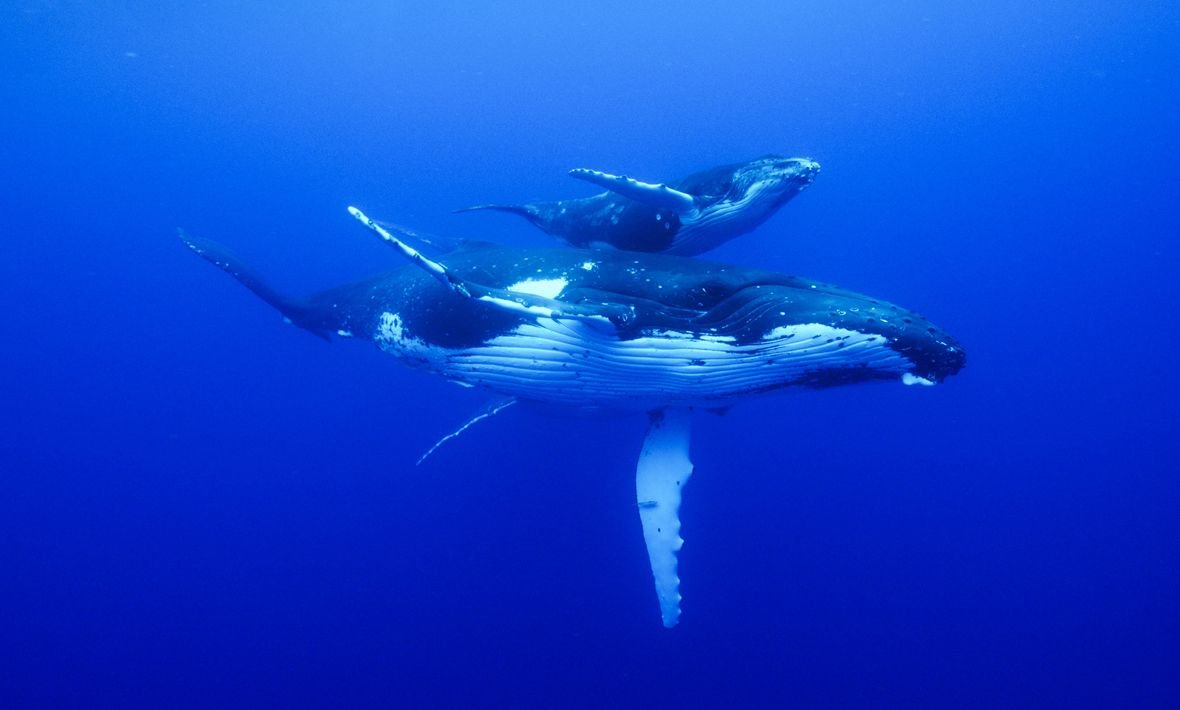 Горбатый кит с китенком