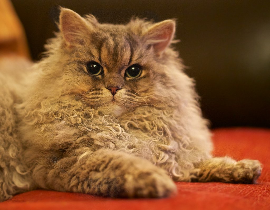 Селкирк рекс короткошерстный