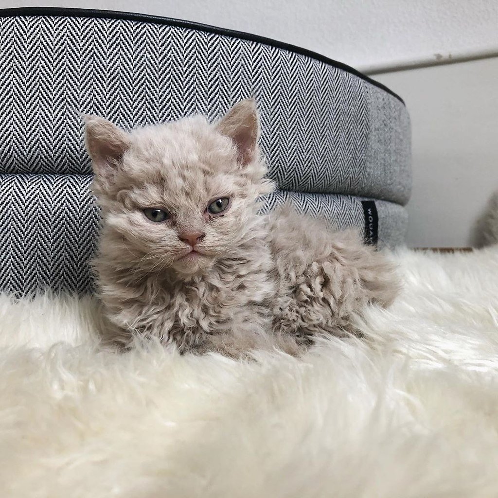 Лаперм рекс котята