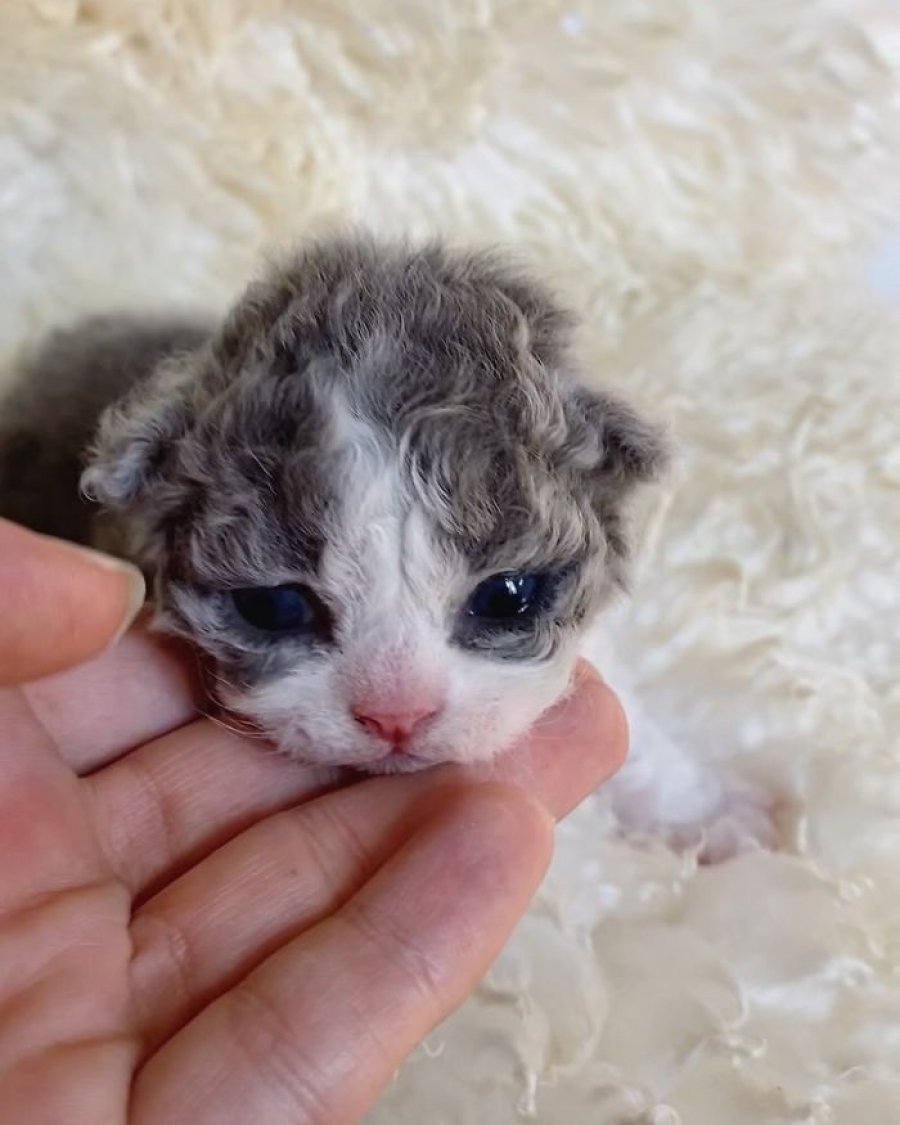 Селкирк-рекс котята милые