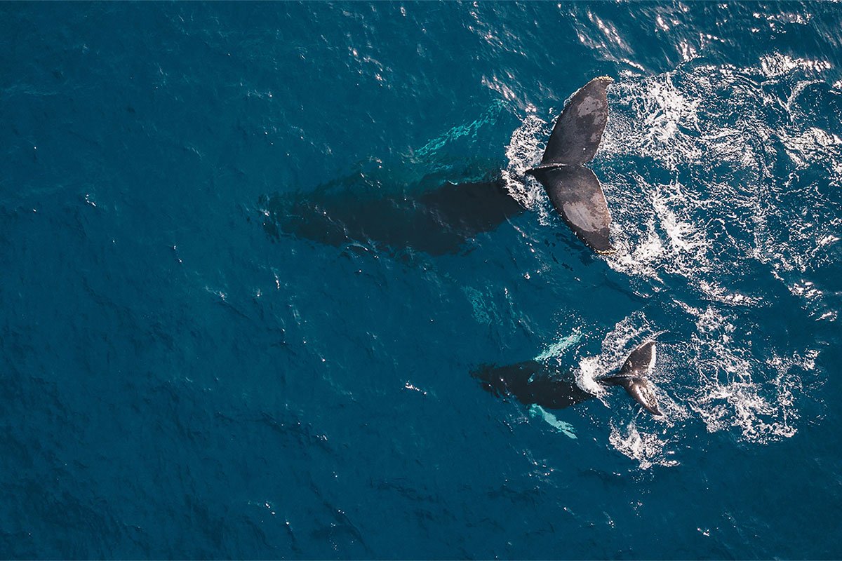 Киты и касатки на Камчатке
