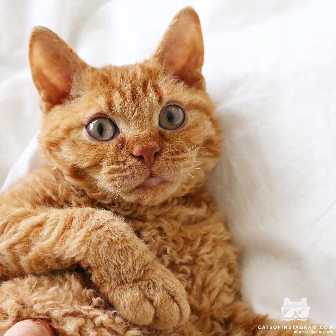 Рыжий кудрявый кот