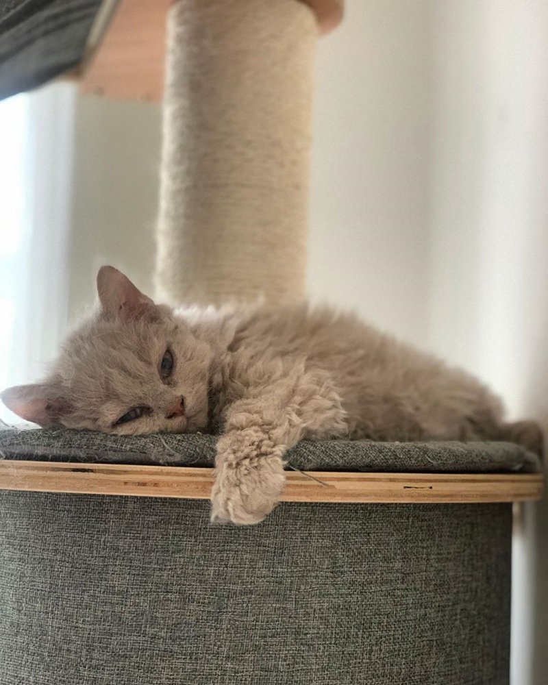 Милый кудрявый котенок