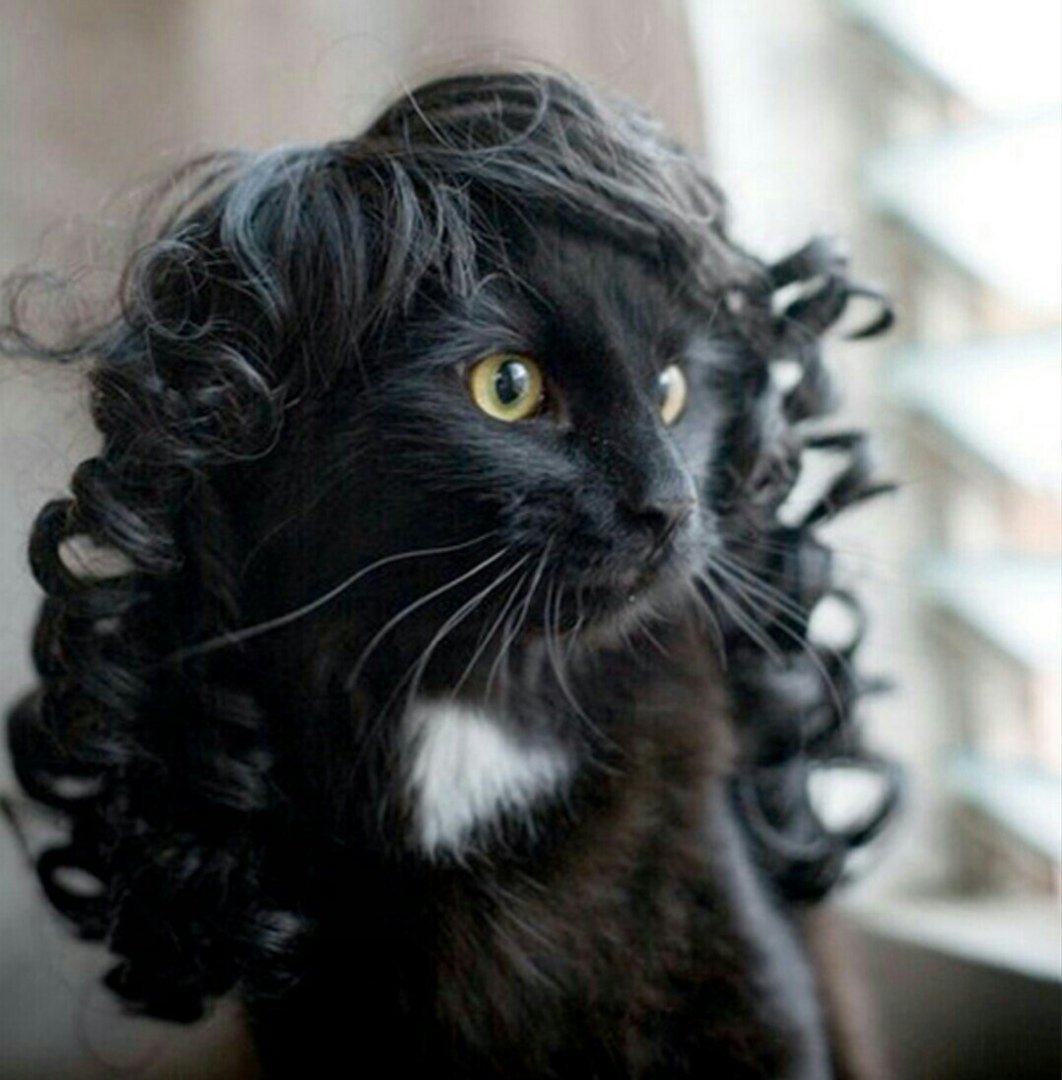 Кошка с кудряшками