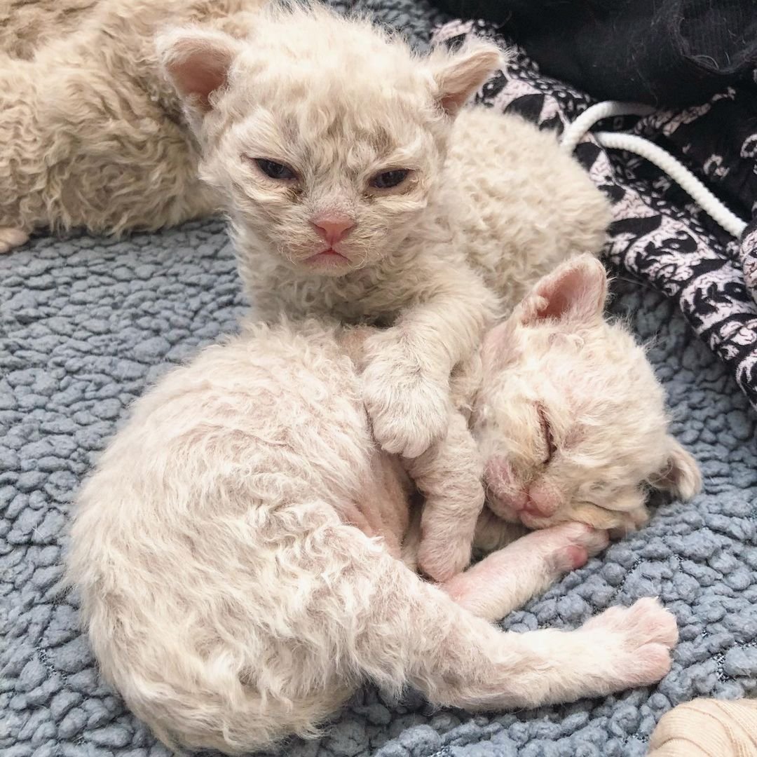 Кошки овцы Селкирк рекс